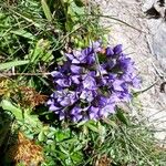 Gentianella campestrisFlower