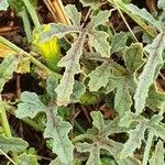 Cucumis ficifolius Leaf