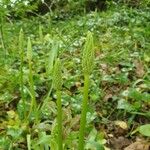 Ornithogalum pyrenaicumBlomma