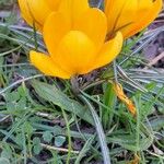 Crocus chrysanthus Συνήθη χαρακτηριστικά