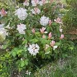 Rhododendron maximum Blomma