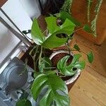 Monstera minima List