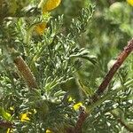 Anacyclus radiatus Koor