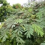 Albizia carbonaria Агульны выгляд