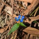 Commelina cyanea Flor