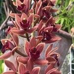 Cymbidium devonianum Fiore