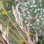 Helictochloa bromoides Fula