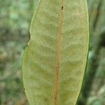 Austrobuxus rubiginosus Leaf