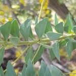 Acacia cultriformis Blatt