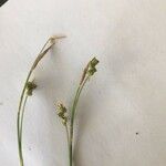 Carex alba Blodyn