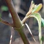 Barleria lupulina 其他