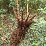 Polystichum transvaalense Annet