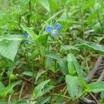 Commelina tuberosa পাতা