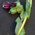 Cerinthe glabra Hábito