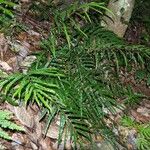 Pteris balansae 整株植物