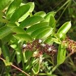 Hirtella paniculata Flor