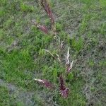 Calamagrostis canescens Fiore