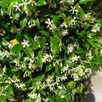 Trachelospermum jasminoidesFlower