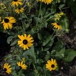 Rudbeckia fulgidaFlower