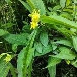 Diervilla loniceraFlower