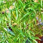 Asparagus falcatus পাতা