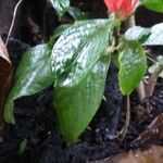 Ruellia chartacea Feuille