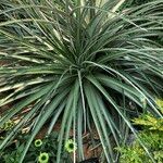 Puya chilensis Habitatea
