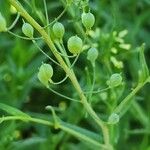 Camelina sativa Ffrwyth