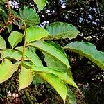 Markhamia obtusifolia Leaf