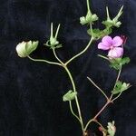 Geranium polyanthes Habitus