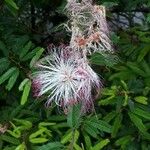 Calliandra brevipes Çiçek