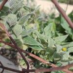 Nonea vesicaria Hoja