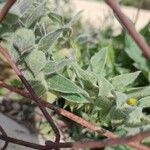 Nonea vesicaria Blatt