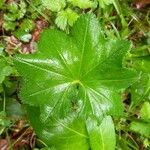 Alchemilla xanthochloraFolha