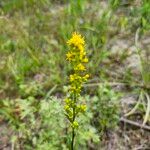 Solidago uliginosa Blodyn