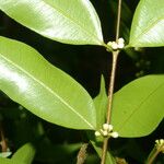 Myrciaria floribunda Feuille