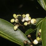 Daphnopsis americana Froito