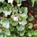 Cymbalaria muralis Leaf