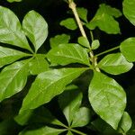 Parmentiera valerii Leaf