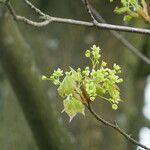 Acer pictum Flor