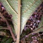 Miconia ligulata 樹皮