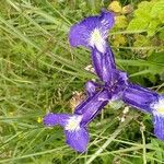 Iris latifolia Blodyn