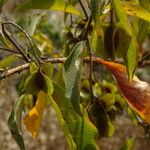 Combretum micranthum Fruct