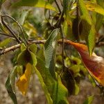 Combretum micranthum Frucht
