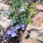 Campanula poscharskyana Облик