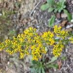 Solidago speciosa Квітка