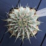 Parodia buiningii Hoja