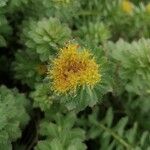 Rhodiola roseaFlor