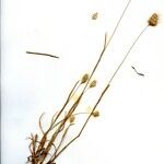 Cynosurus echinatus Likasa