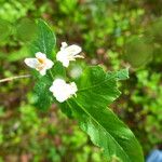Lonicera nigra Virág